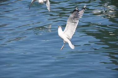 M�we im Landeanflug