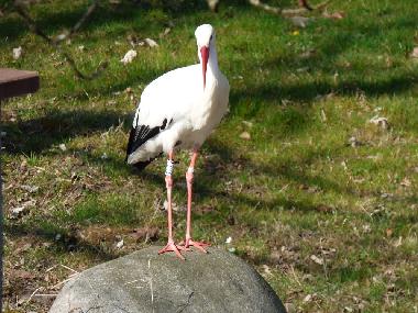 Ferienwohnung in Stosswihr (Haut-Rhin) oder Ferienwohnung oder Ferienhaus
