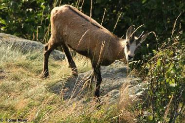 Ferienwohnung in Stosswihr (Haut-Rhin) oder Ferienwohnung oder Ferienhaus