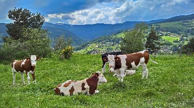Ferienwohnung in Stosswihr (Haut-Rhin) oder Ferienwohnung oder Ferienhaus