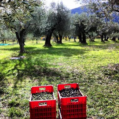 our olive trees 
