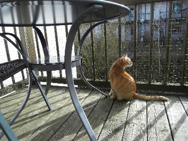Ferienwohnung in Falkenstein (Oberpfalz) oder Ferienwohnung oder Ferienhaus