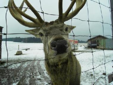 Ferienwohnung in Falkenstein (Oberpfalz) oder Ferienwohnung oder Ferienhaus