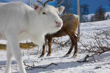 Ferienhaus in Svenstavik-Gal�bodarna (J�mtland) oder Ferienwohnung oder Ferienhaus