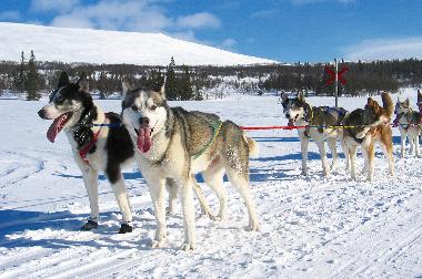 Ferienhaus in Svenstavik-Gal�bodarna (J�mtland) oder Ferienwohnung oder Ferienhaus