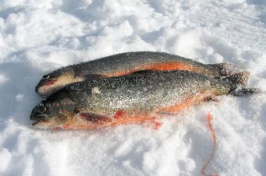 Ferienhaus in Svenstavik-Gal�bodarna (J�mtland) oder Ferienwohnung oder Ferienhaus