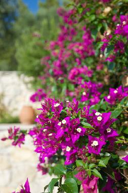 Ferienwohnung in Mola Kaliva (Chalkidiki) oder Ferienwohnung oder Ferienhaus