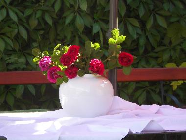 wundersch�ne Rosen aus dem Garten