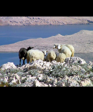 Ferienwohnung in Pag (Zadarska) oder Ferienwohnung oder Ferienhaus