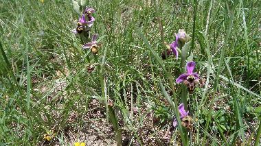 Ferienwohnung in St Julien du Puy (Tarn) oder Ferienwohnung oder Ferienhaus