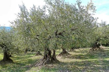 Ferienhaus in Valreas (Vaucluse) oder Ferienwohnung oder Ferienhaus