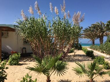 Garten mit Zuckkerrohr
