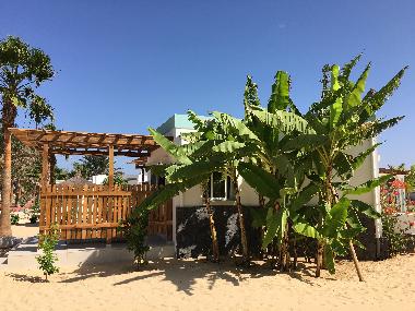 Garten mit Bananenpflanzen