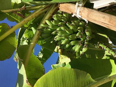 Bananen