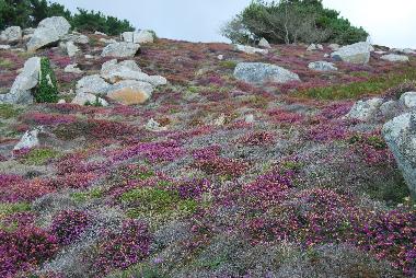 Ferienhaus in Ploz�vet (Finist�re) oder Ferienwohnung oder Ferienhaus