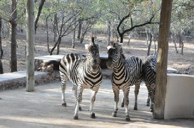 Ferienhaus in Marloth Park (Mpumalanga) oder Ferienwohnung oder Ferienhaus