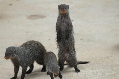 Ferienhaus in Marloth Park (Mpumalanga) oder Ferienwohnung oder Ferienhaus