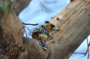 Ferienhaus in Marloth Park (Mpumalanga) oder Ferienwohnung oder Ferienhaus