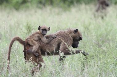 Ferienhaus in Marloth Park (Mpumalanga) oder Ferienwohnung oder Ferienhaus