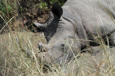 Ferienhaus in Marloth Park (Mpumalanga) oder Ferienwohnung oder Ferienhaus
