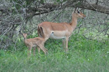 Ferienhaus in Marloth Park (Mpumalanga) oder Ferienwohnung oder Ferienhaus