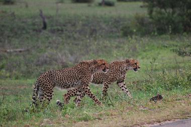 Ferienhaus in Marloth Park (Mpumalanga) oder Ferienwohnung oder Ferienhaus