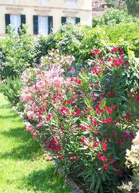 Im Garten bl�ht der Oleander