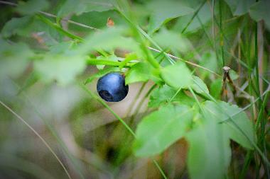 Auch Waldbeeren wachsen bei uns