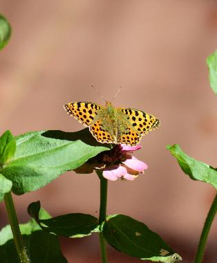 Schmetterling beim Sonnenbad