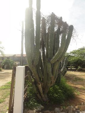 Ferienhaus in Noord (Aruba) oder Ferienwohnung oder Ferienhaus