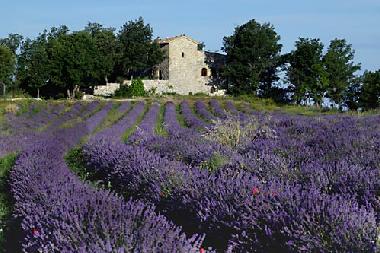 Ferienwohnung in Viens (Vaucluse) oder Ferienwohnung oder Ferienhaus