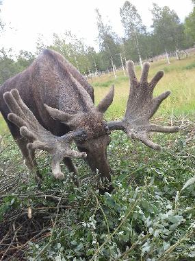 Ferienhaus in Snasa (Nord-Trondelag) oder Ferienwohnung oder Ferienhaus