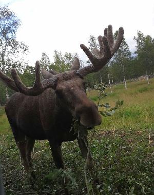 Ferienhaus in Snasa (Nord-Trondelag) oder Ferienwohnung oder Ferienhaus