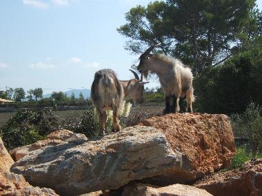 Ferienhaus in Can Picafort/ Santa Margalida (Mallorca) oder Ferienwohnung oder Ferienhaus