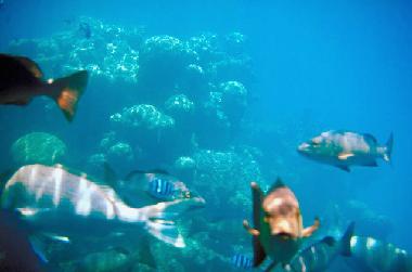 Ferienhaus in Morro / Maio (Maio) oder Ferienwohnung oder Ferienhaus