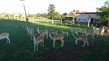 Ferienwohnung in Topczewo (Podlaskie) oder Ferienwohnung oder Ferienhaus