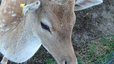 Ferienwohnung in Topczewo (Podlaskie) oder Ferienwohnung oder Ferienhaus