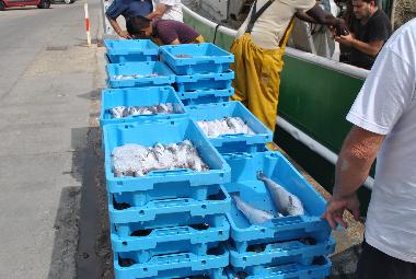 Ferienhaus in ROSAS (Girona) oder Ferienwohnung oder Ferienhaus