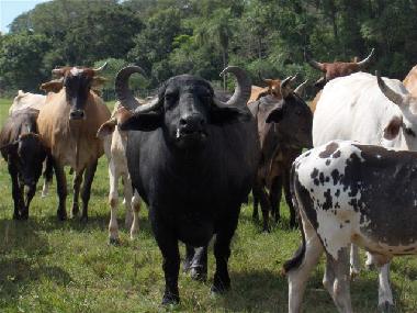 Ferienhaus in Villeta (Central) oder Ferienwohnung oder Ferienhaus
