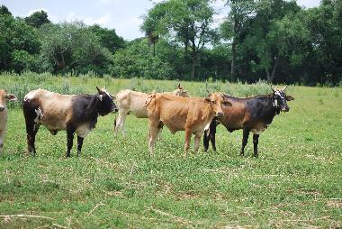 Ferienhaus in Villeta (Central) oder Ferienwohnung oder Ferienhaus