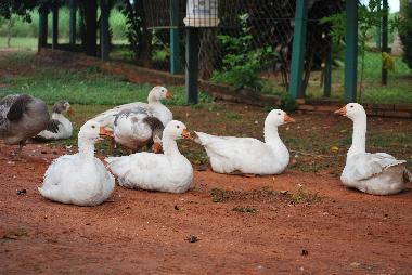 Ferienhaus in Villeta (Central) oder Ferienwohnung oder Ferienhaus