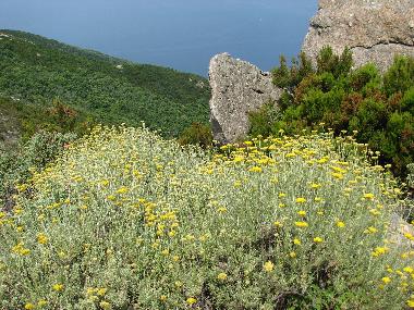 Ferienwohnung in cavo rio marina (Livorno) oder Ferienwohnung oder Ferienhaus
