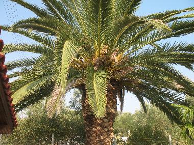 Villa in Nea Kalikratia (Thessaloniki) oder Ferienwohnung oder Ferienhaus