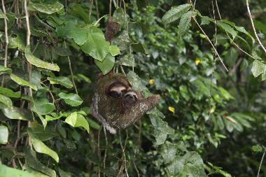 Ferienhaus in Puerto Viejo/Cocles (Limon) oder Ferienwohnung oder Ferienhaus
