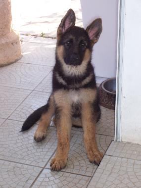 Guterzogene Hunde sind willkommen