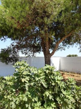 Ferienhaus in san pietro in bevagna (Taranto) oder Ferienwohnung oder Ferienhaus