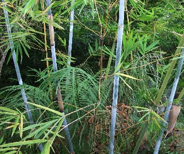 Ferienhaus in Chiang Mai (Chiang Mai) oder Ferienwohnung oder Ferienhaus