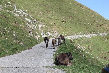 Chalet in porlezza (Como) oder Ferienwohnung oder Ferienhaus