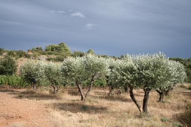 Olivenb�ume in der Nachbarschaft