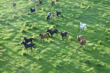 Pferde in der Nachberschaft